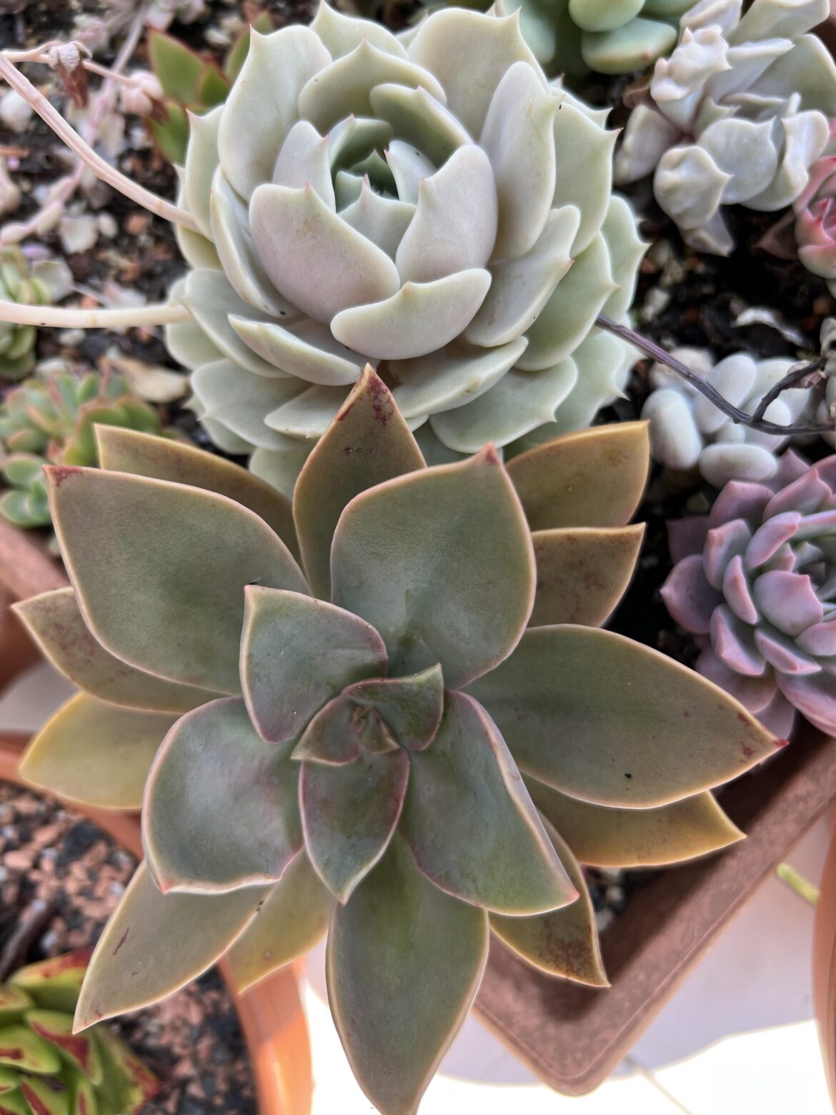 Echeveria Lola with Graptoveria Fred Ives