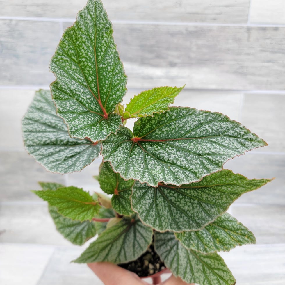 Begonia Angel Wing