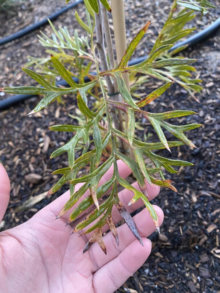Grevillea Help