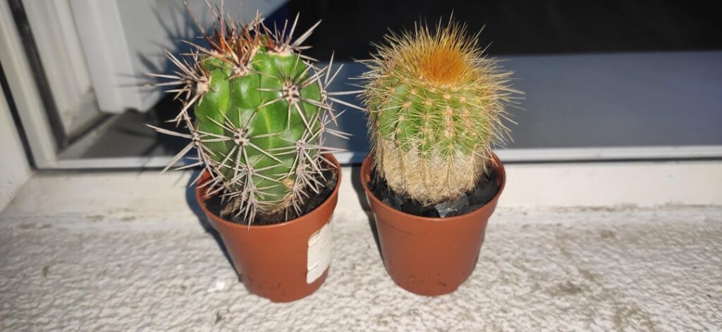 are these good as rootstocks?
