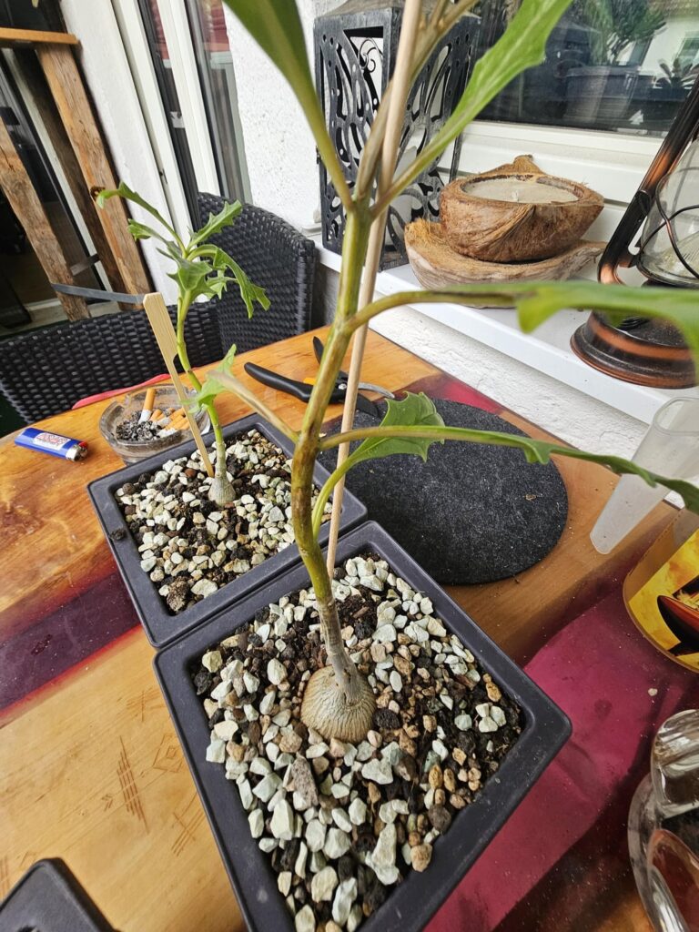 Need Help with Pterodiscus luridus Need Help with Pterodiscus luridus