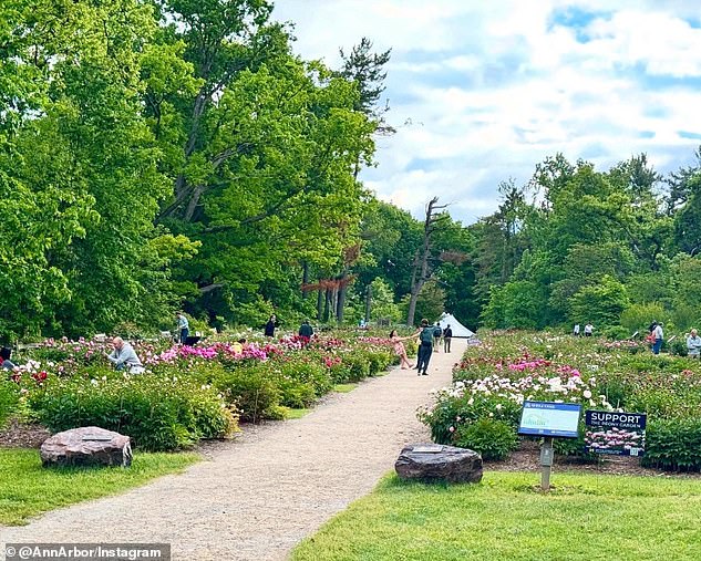 The W.E. Upjohn Peony Garden, located in the university's Nichols Arboretum is one of the nation's most celebrated gardens
