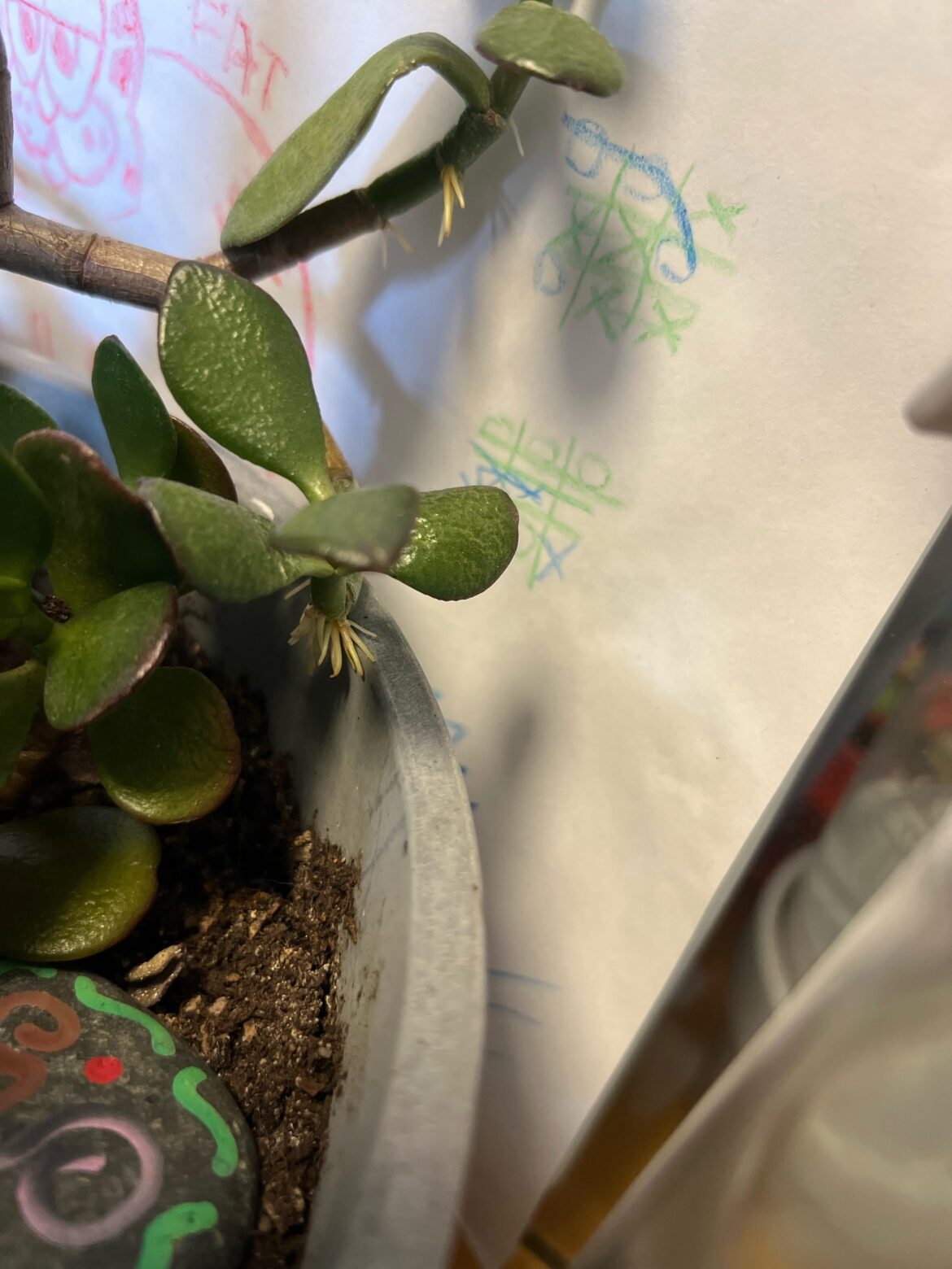 My jade plant is acting weird
