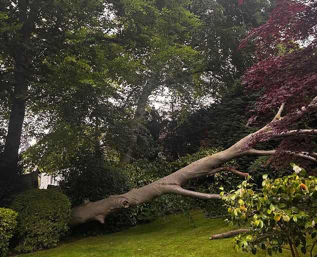 Honey fungus spreads rapidly underground and can attack roots up to 30metres away, infecting and killing the roots of plants before causing the dead wood to decay