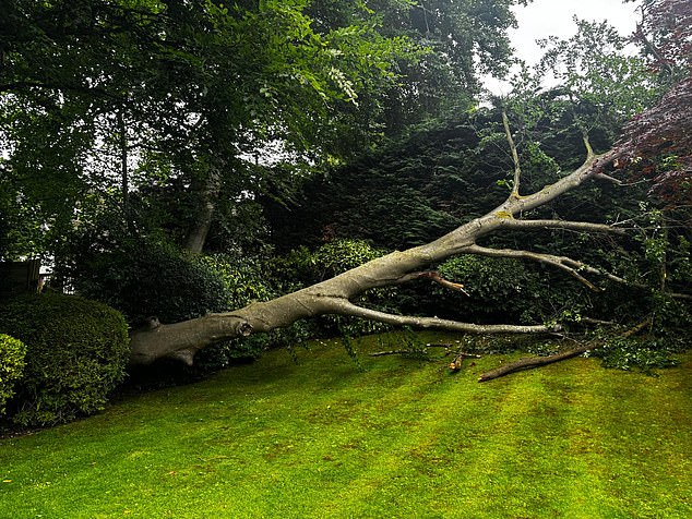 The tree, which is a TPO, had become infected by a deadly mould known as honey fungus