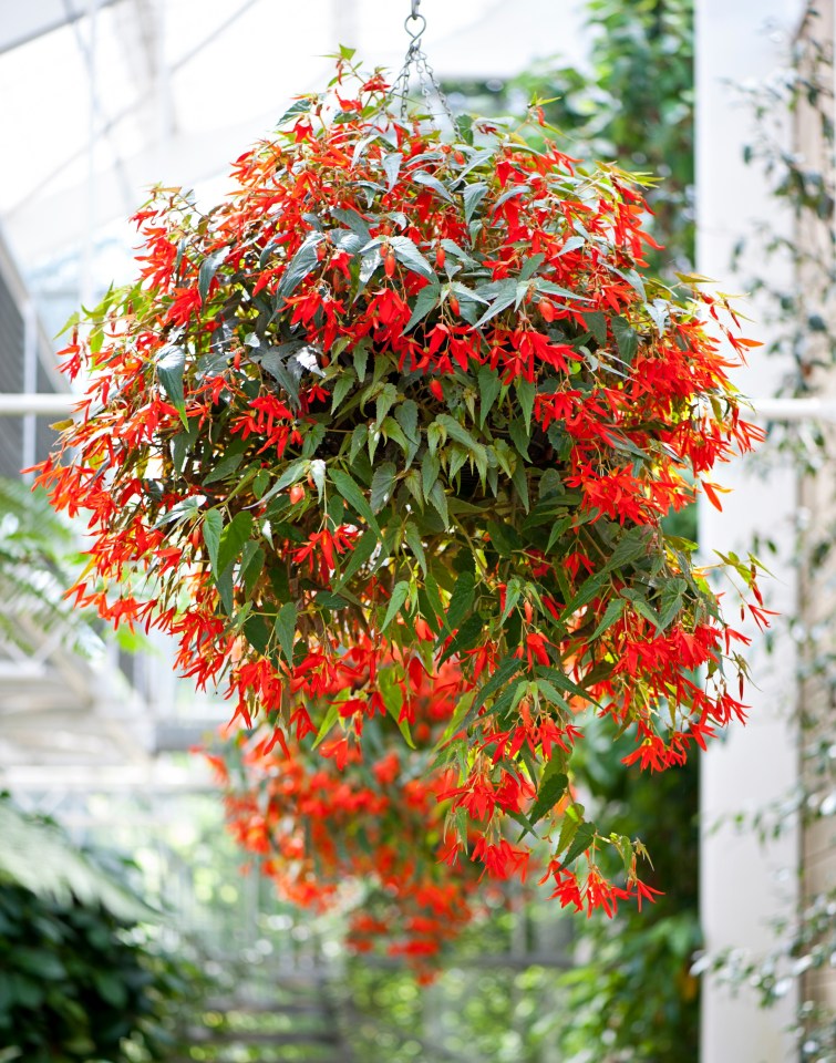 Hanging basket of vibrant red flowers.