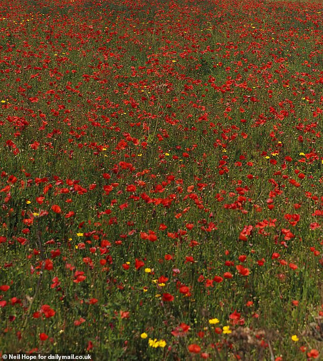 The beautiful landmark boasts a sea of poppies but locals are angry at outsiders who trample the flowers