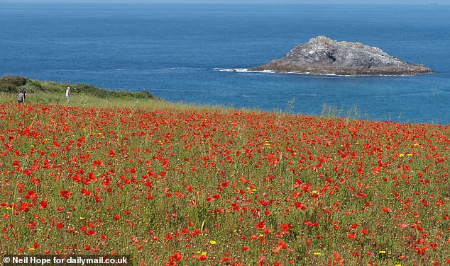 The National Trust-owned land at West Pentire, overlooking Crantock Beach in Cornwall, blooms with poppies and wild flowers every summer