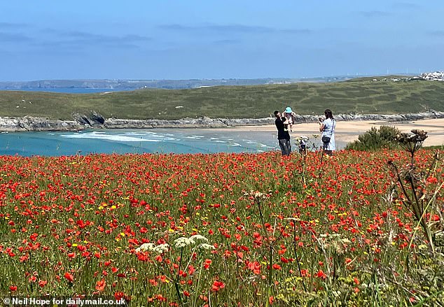 When MailOnline visited this week, we found families of all ages ignoring the clear warning signs urging them to stay on the path and scrambling over centuries-old stone walls and under rope boundaries to get amongst the poppies