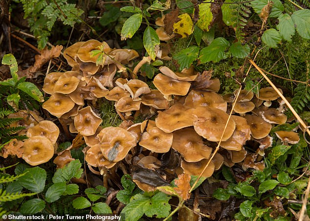 Honey fungus grows at the base of trees and can 'wreak havoc' in gardens and destroy property if not spotted soon