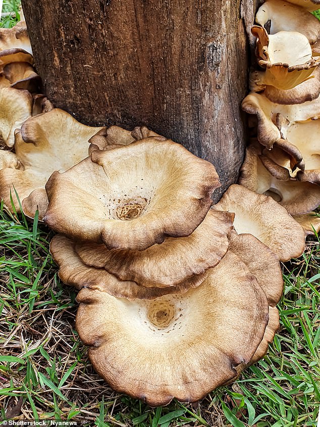 Honey fungus has been described as the 'most destructive fungal disease in the UK' and spreads rapidly underground