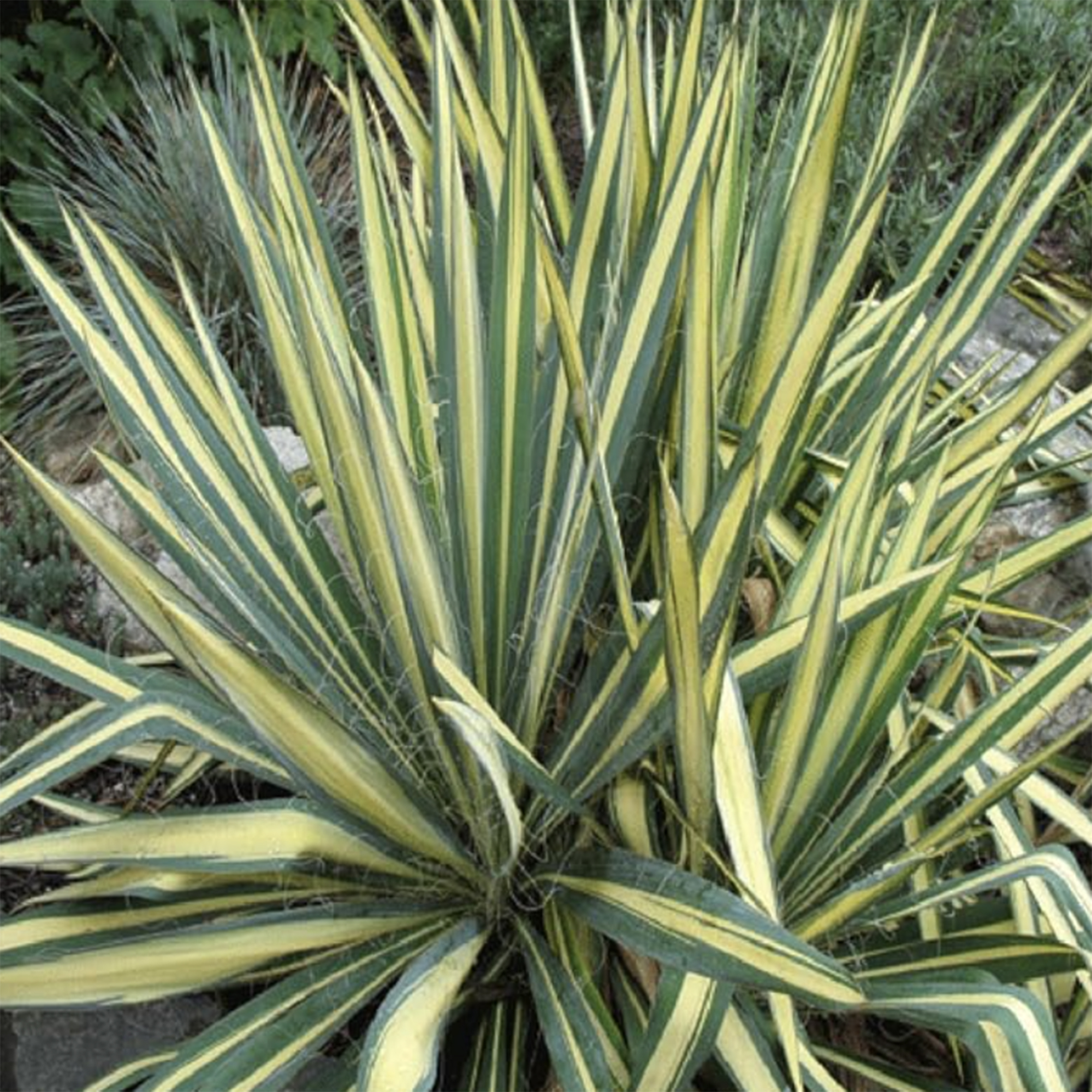 Shrub Color Guard Yucca