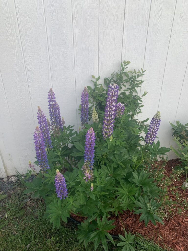 Single Lupin With Three Different Flower Types?
