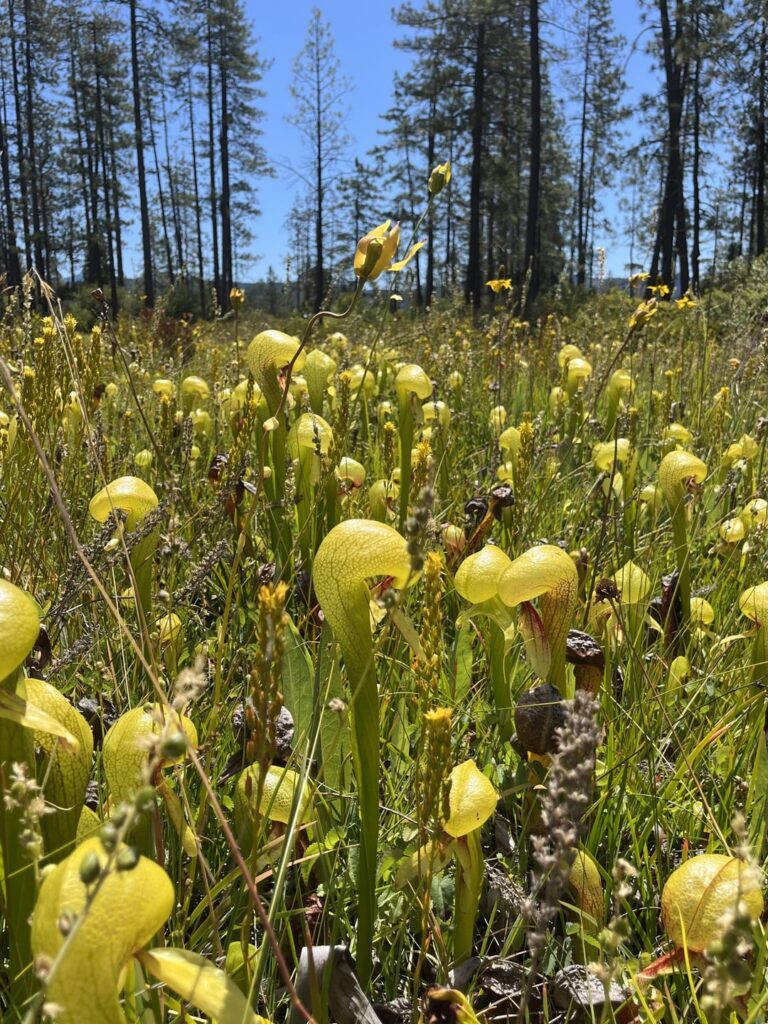 There are a lot of pitcher plant trails near the Oregon-California border. The soils are serpentine and I was half-drunk on the summer incense smell of ponderosa pine and madrone.