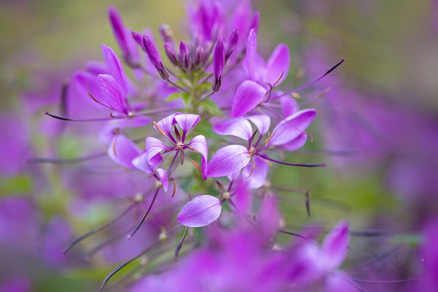 Jacky Parker Photography / Getty Images
