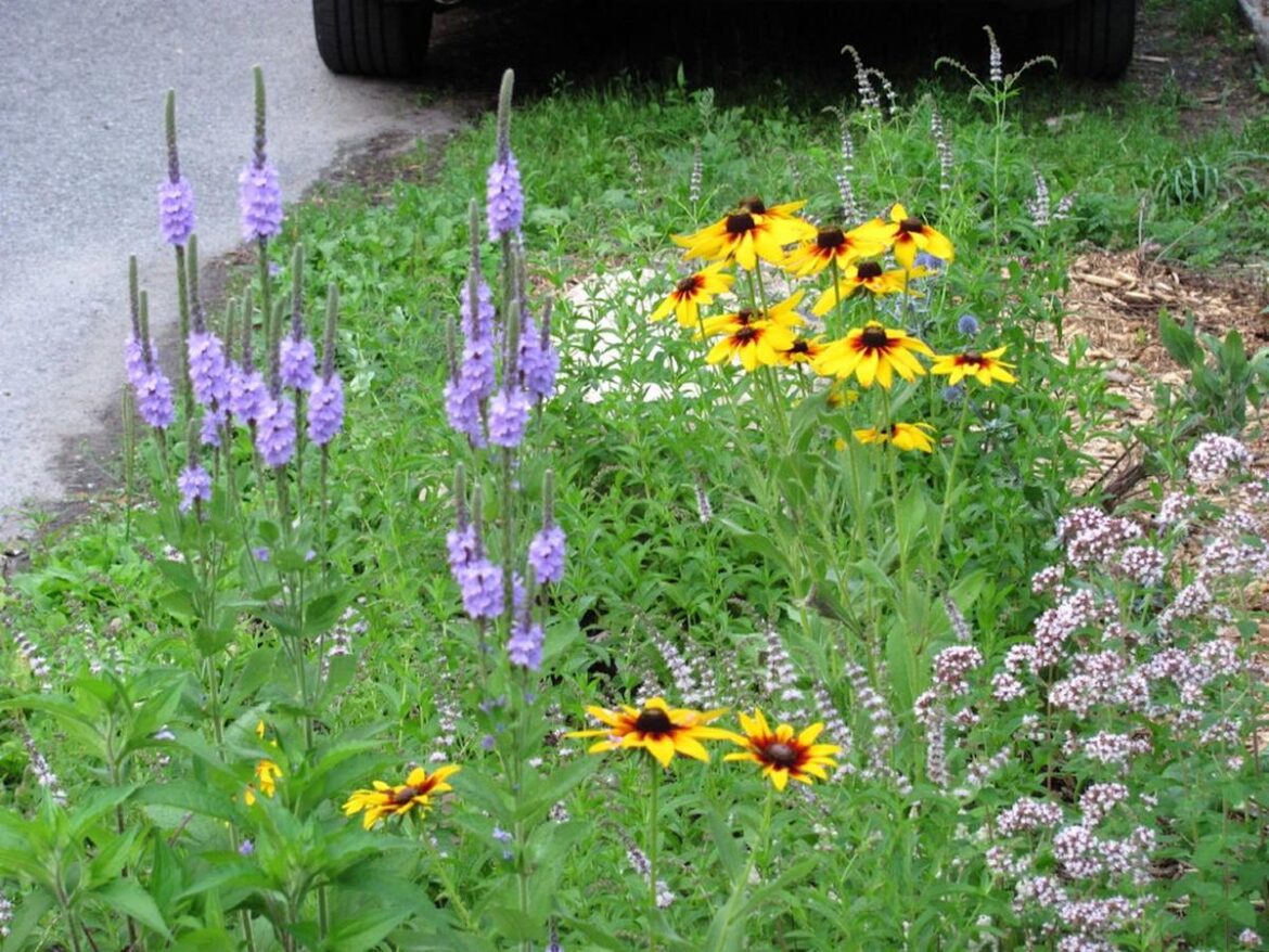 ”Is there anything wrong with right-of-way gardening?” ”Is there anything wrong with right-of-way gardening?"