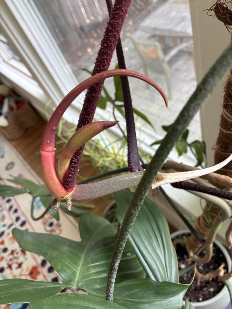 What is my philodendron growing? What is my philodendron growing?
