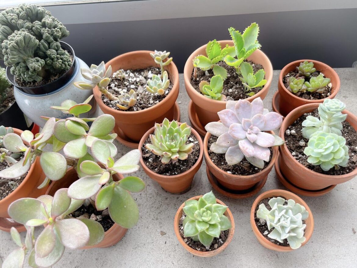 Topsy turvy and Mexican snowball