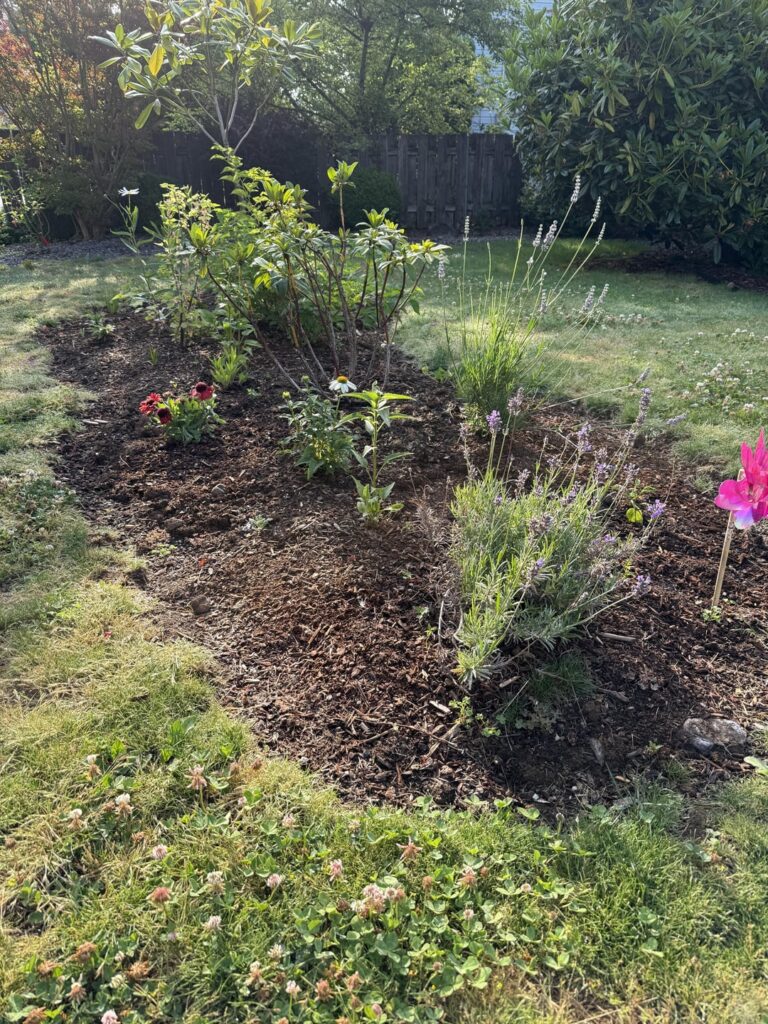 Front yard no lawn, first year pollinator patch Front yard no lawn, first year pollinator patch
