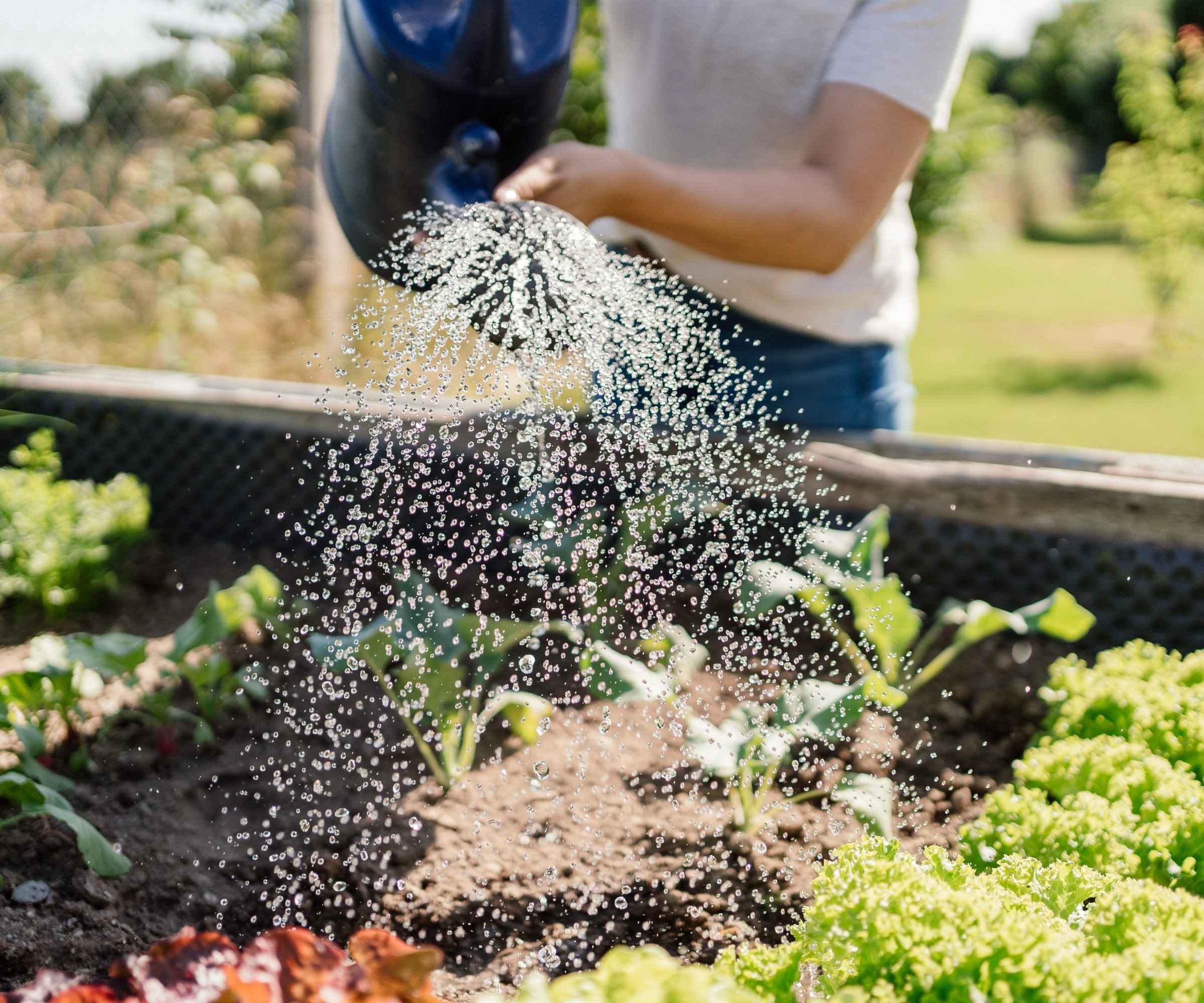 A raised vegetable bed being watered by a person using a watering can