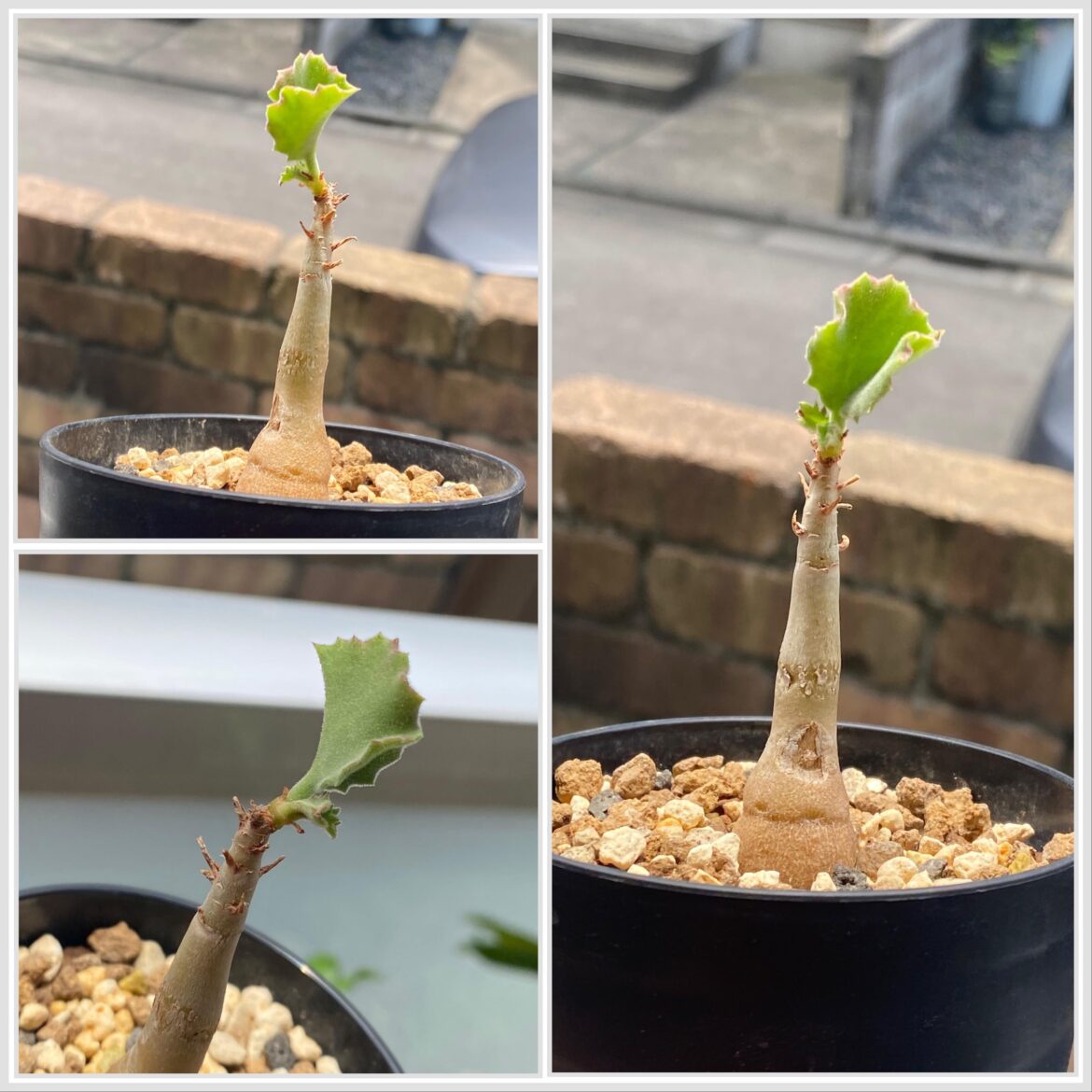 Cyphostemma uter var. macropus seedling