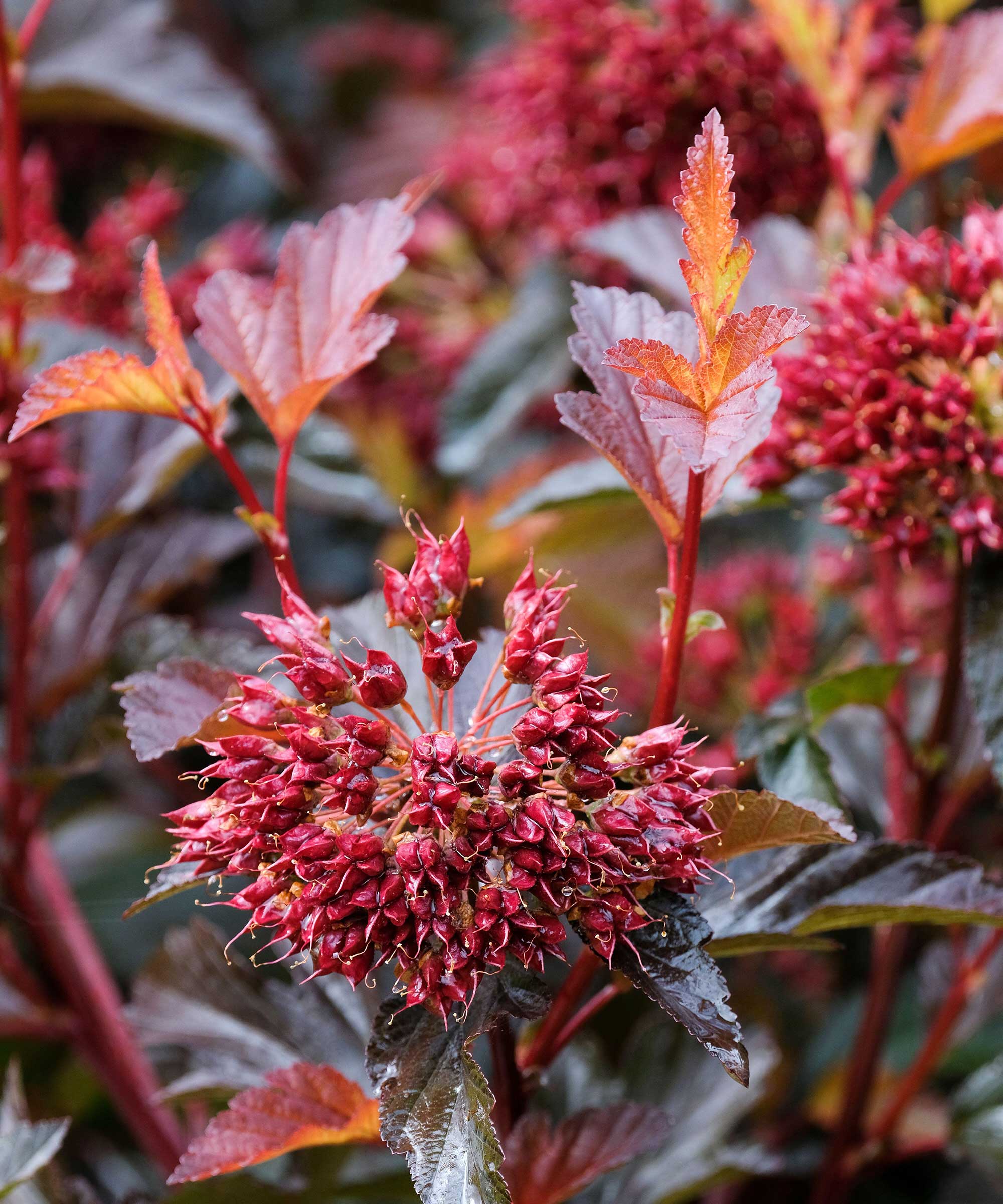 Physocarpus opulifolius 'Red Baron'