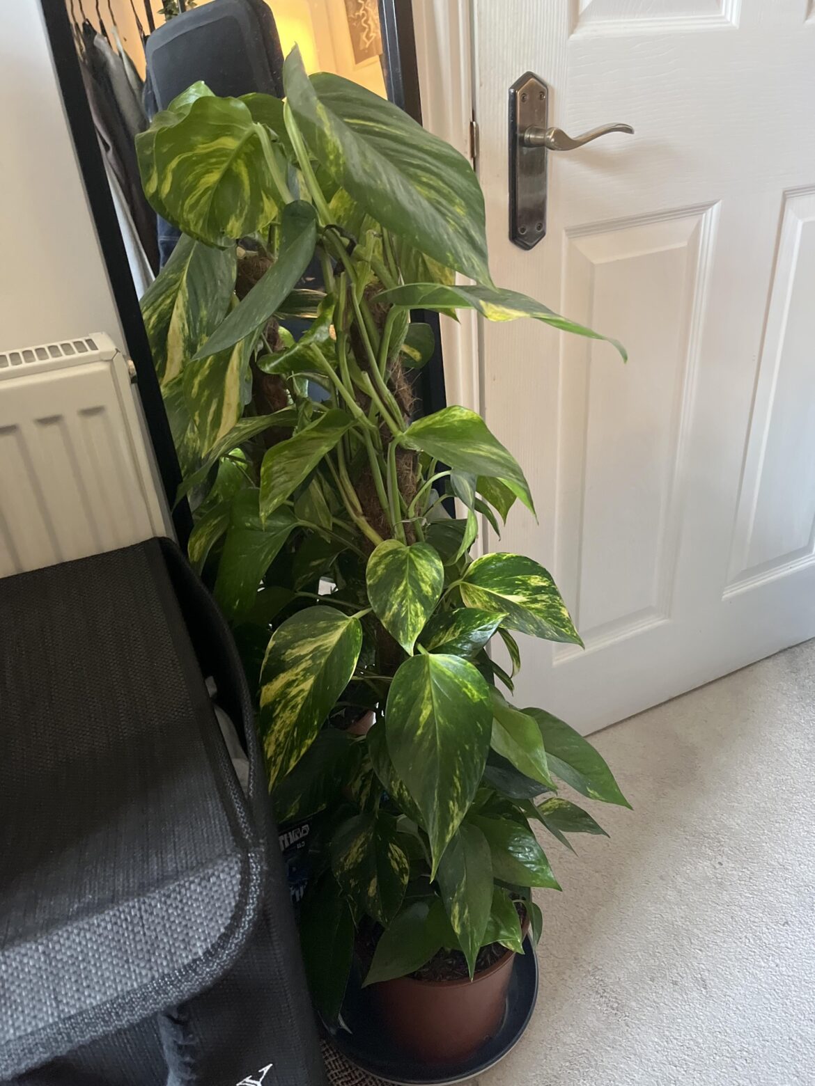 just bought this beauty. any tips?