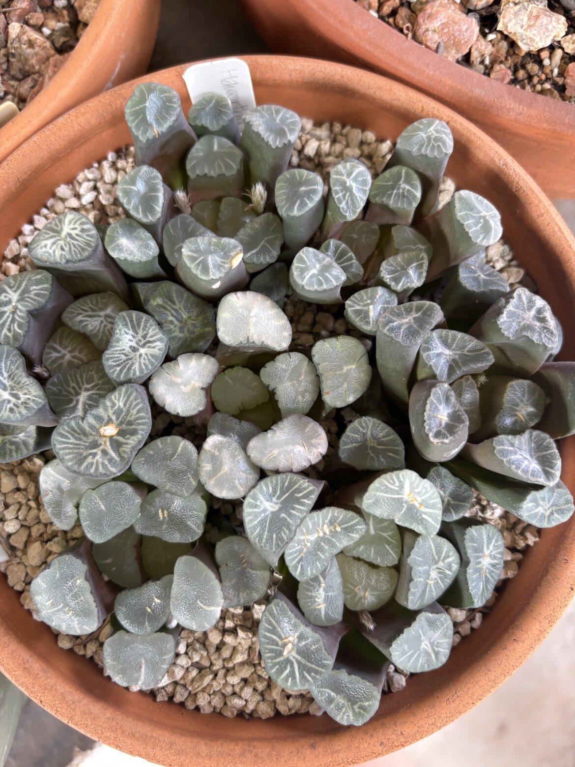 Maughanii a little crowded but I love them