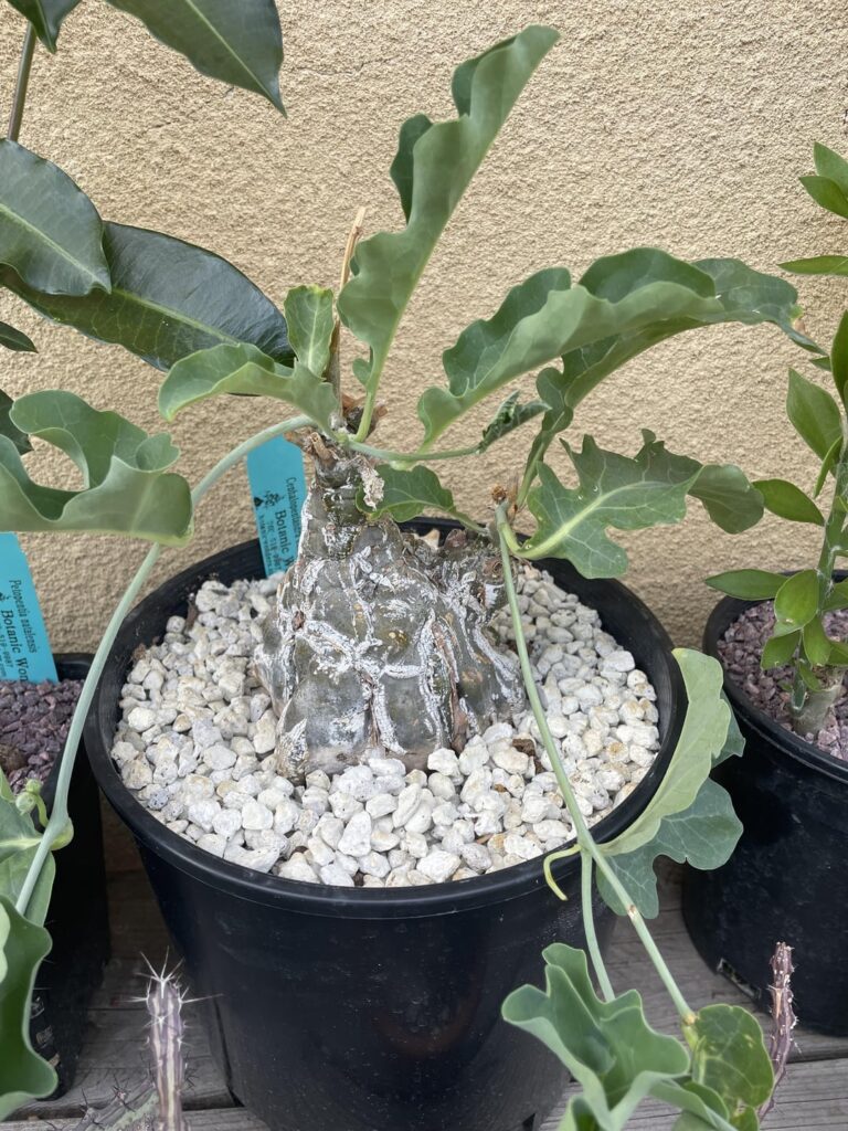 Cephalopentandra ecirrhosa