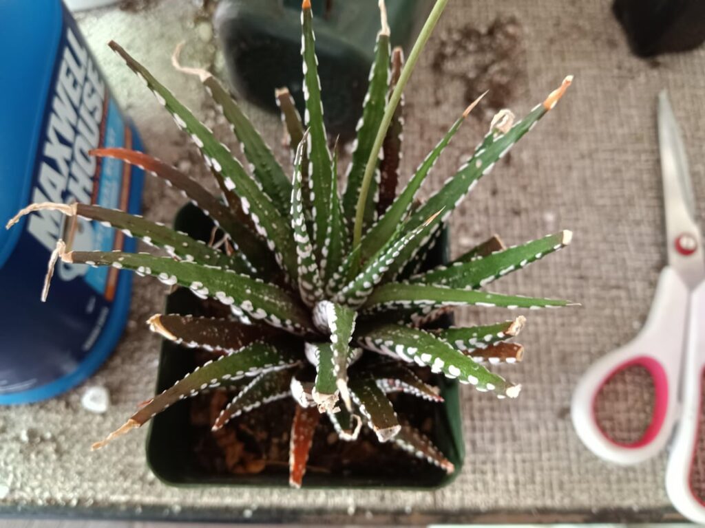 ID help please ID help please