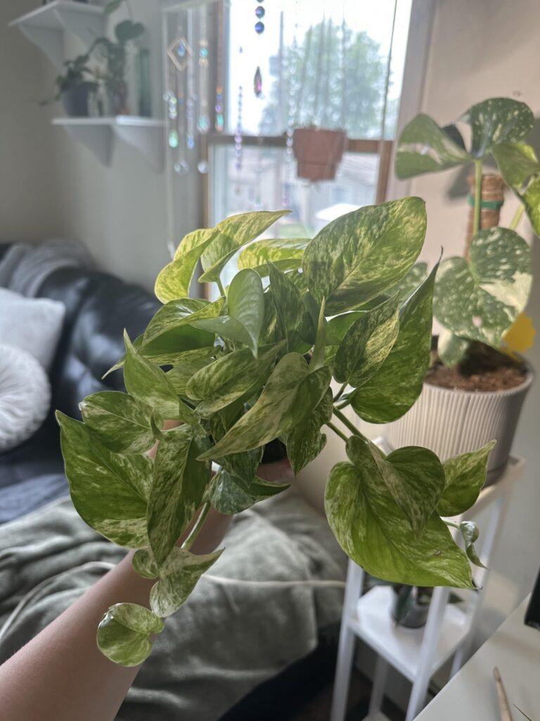 got my dream pothos today🤍💚