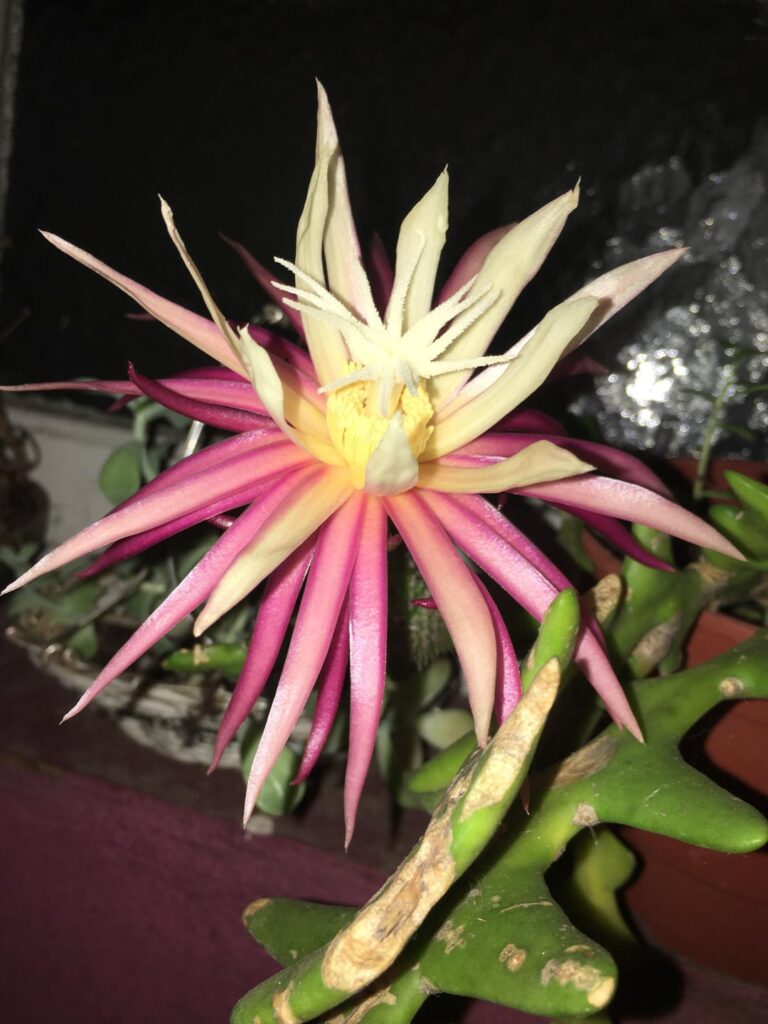 I’ve had this plant for 10 years.. it started as a tiny cutting someone gave me. This is the first time she ever bloomed, and I couldn’t believe how dramatic the flowers turned out 😭💖 [OC]