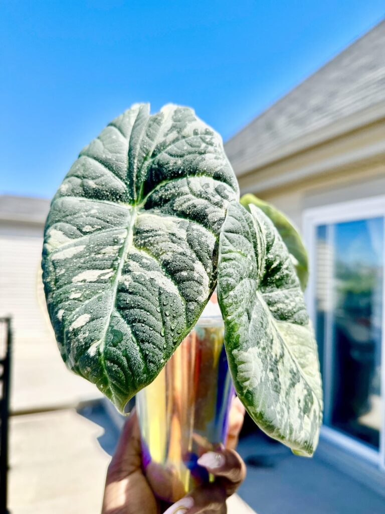 My maharani albo camouflage leaves is just *chef kisses*