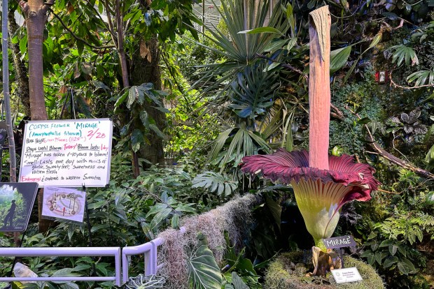 A large, ornate pink flower amidst a background of greenery.