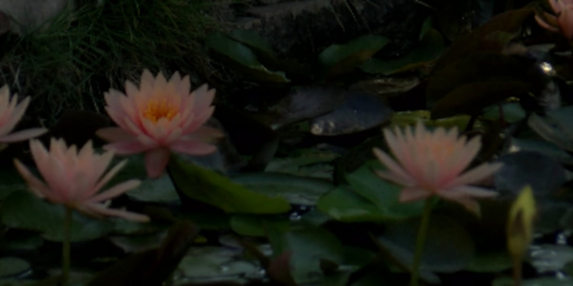 How to keep pests out of the garden this summer