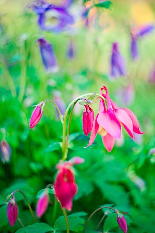 Aquilegia flowers