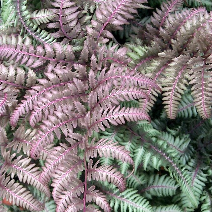 japanese painted fern burgundylace1b