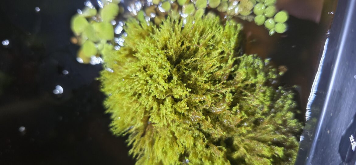 What kind of moss, if it's even moss, is this?