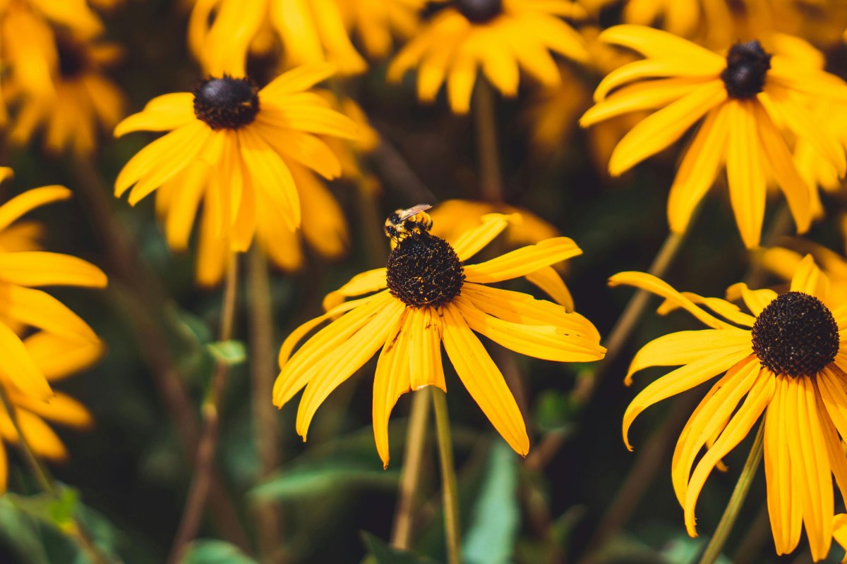 A bee collects nectar from the center of a yellow coneflower among several similar flowers.