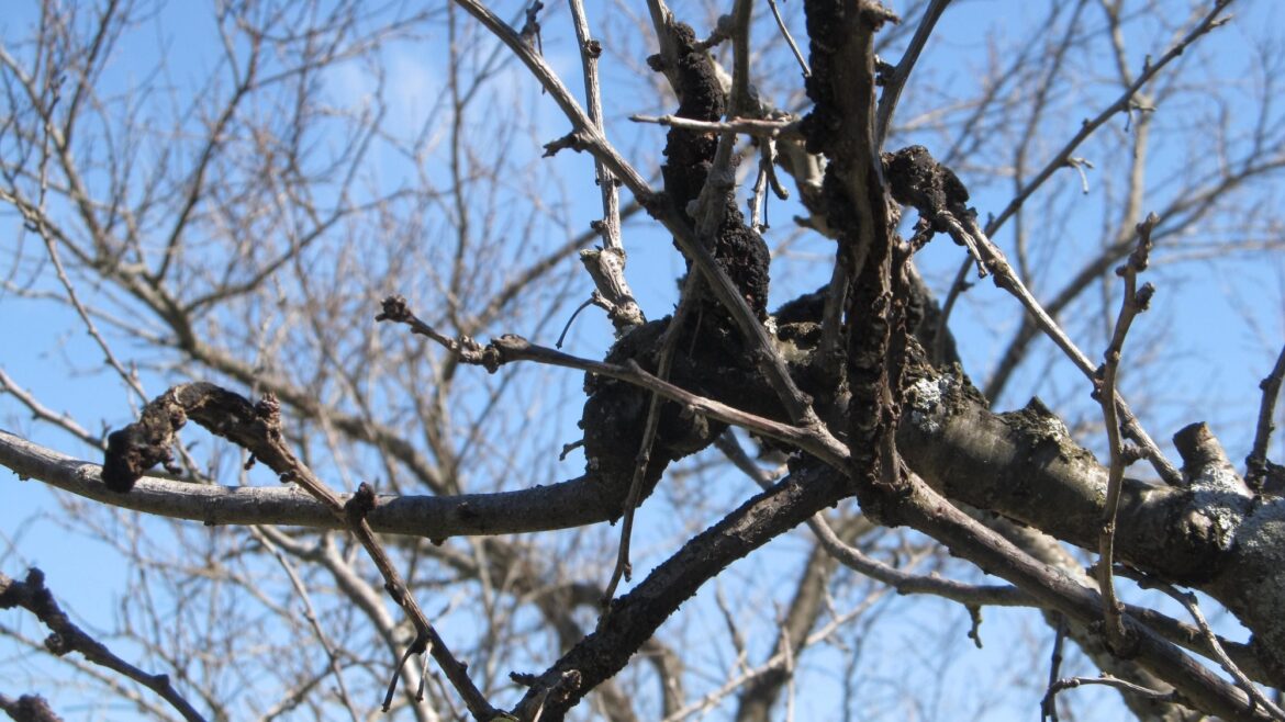 Black Knot Disease can kill our cherry trees Black Knot Disease can kill our cherry trees