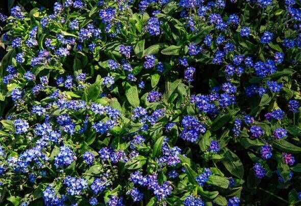 Blue campanula flower in sunny spring garden