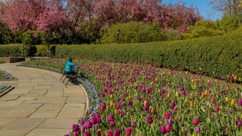 NYC Central Park's Conservatory Garden Blooms Anew After Three-Year Restoration