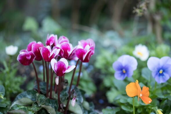Cyclamen tends to bloom at a time when gardens are looking a bit sparse