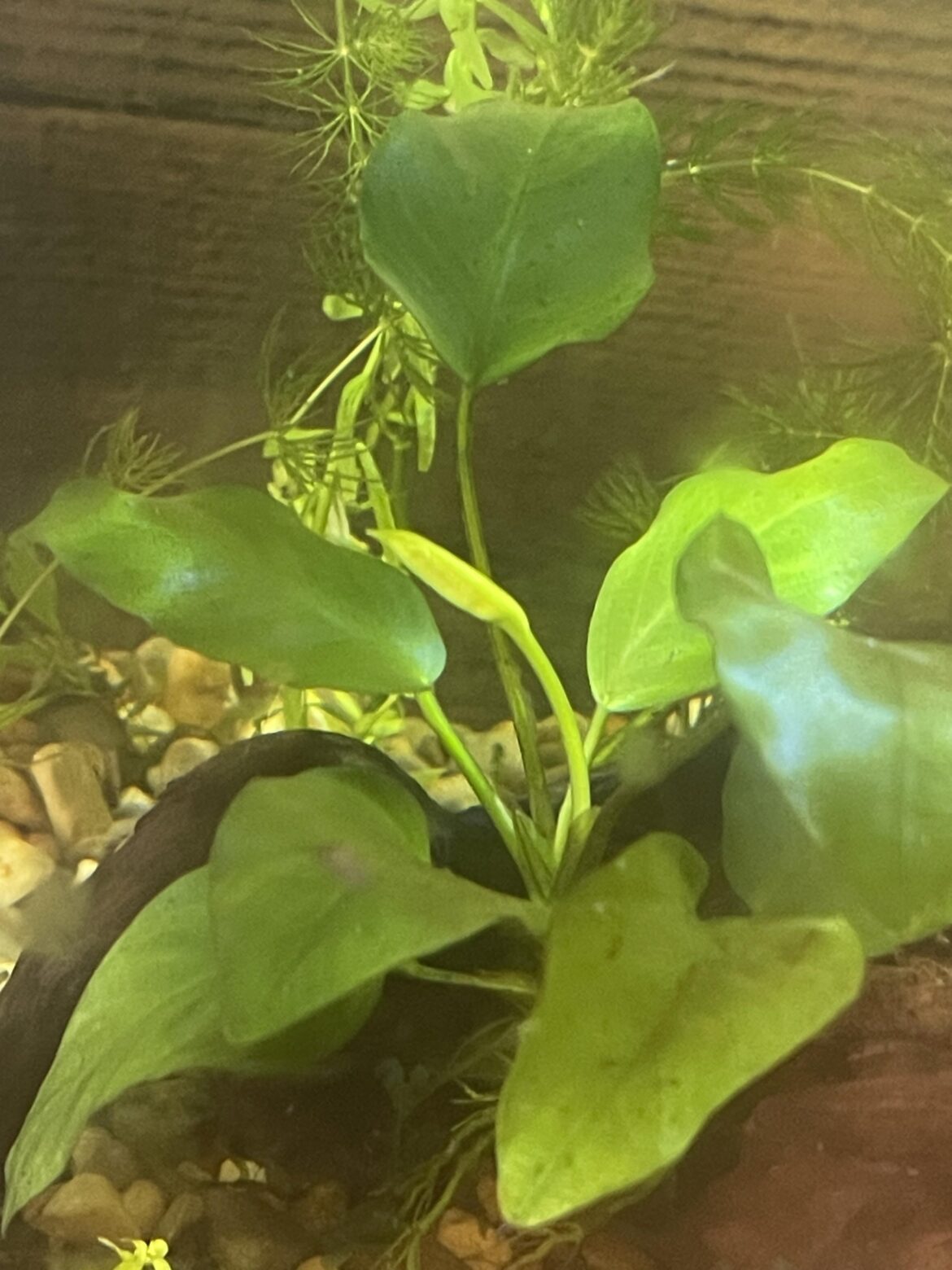 My anubias is flowering :D