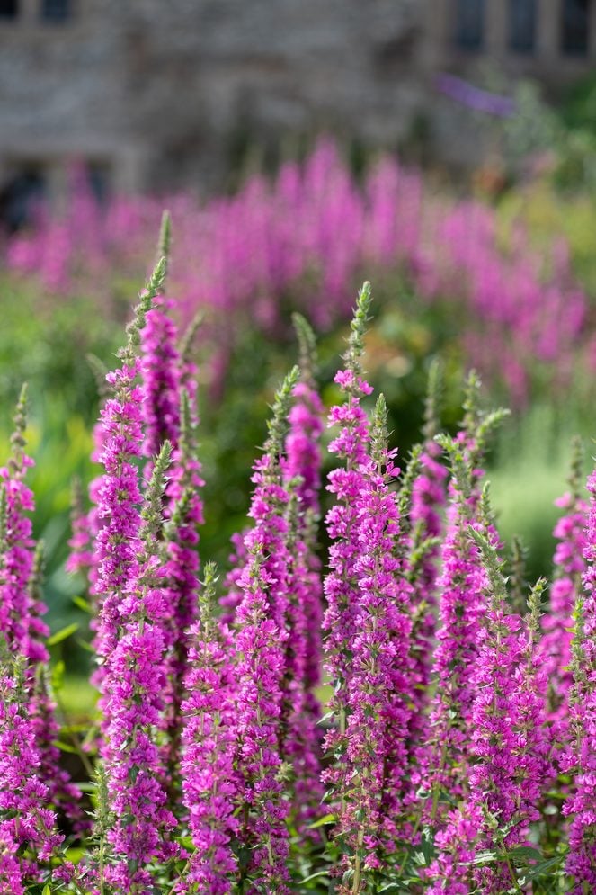 Purple Loosestrife (lythrum Salicaria)