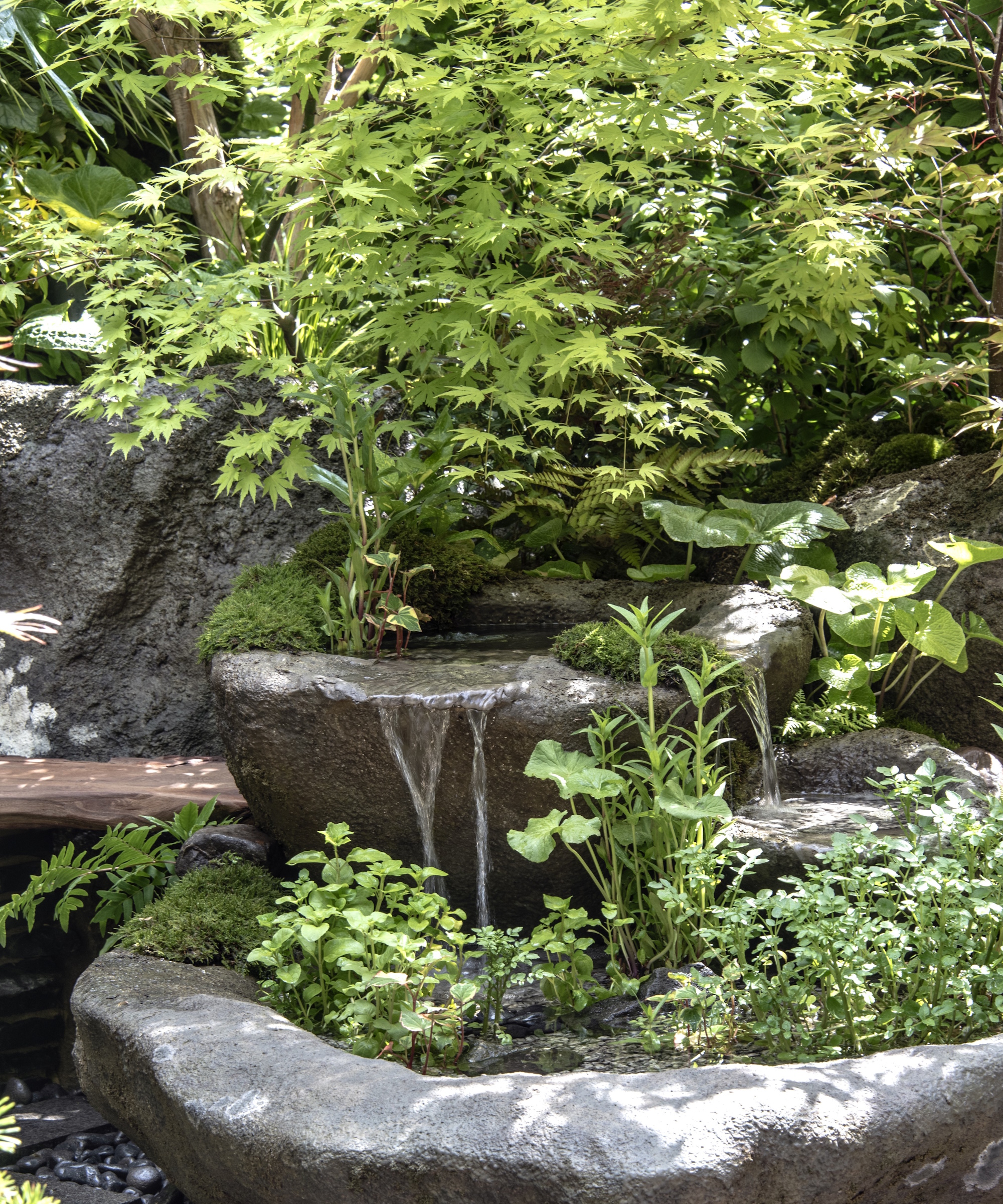 Japanese maple tree with lime-green leaves in a sunny garden, at the RHS Chelsea Flower Show 2025