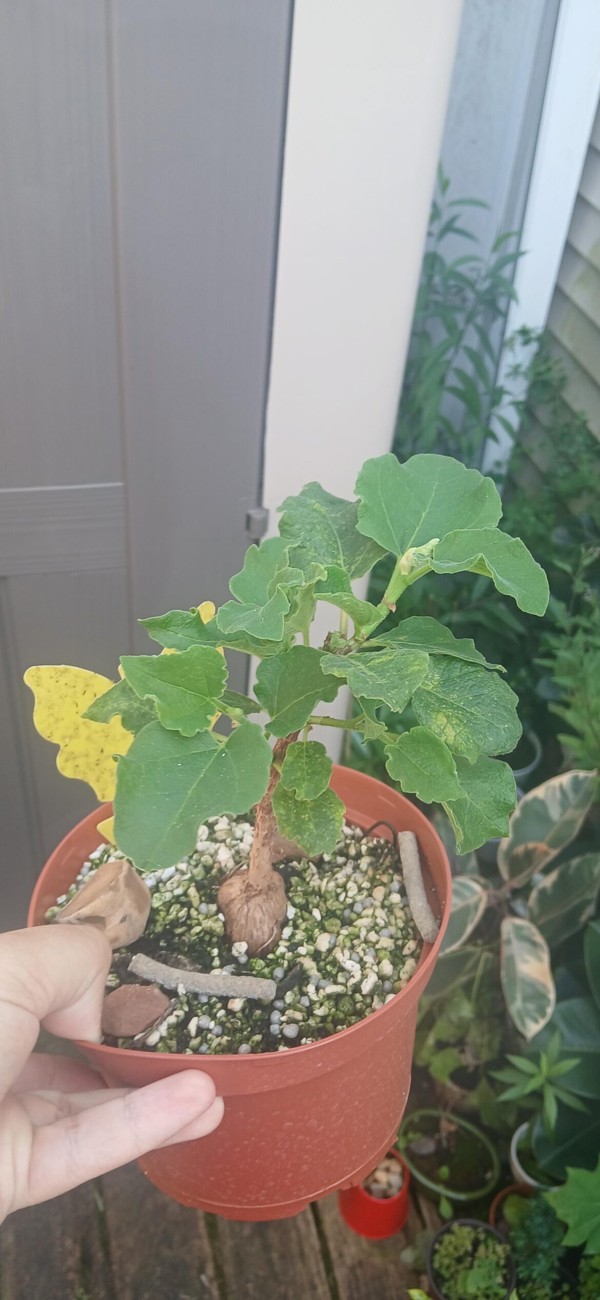 All of my caudiciforms thriving outside and the Queenslandbottletreeis maturing, lol (ICUS TETTENSIS, Ficus petioliaris, Queensland bottle tree [Brachychiyon rupestris], Ficus palmeri , Ficus BRANDEGEEI, Ficus Glumosa, Ficus Bussei, and lastly Ficus lutea)
