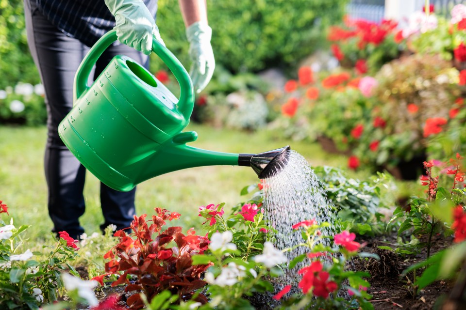 Close up of unrecognizable woman Woman watering garden with green watering can.