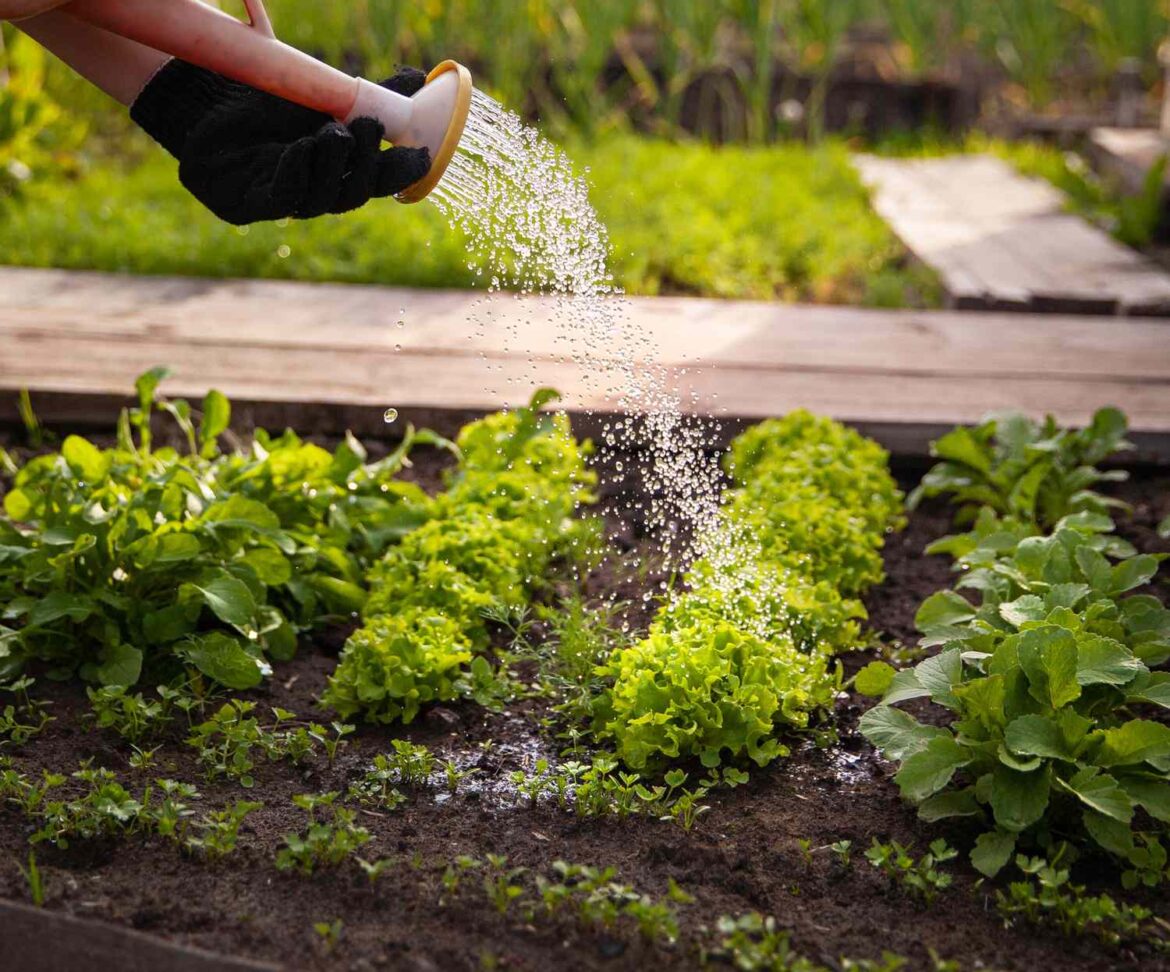 Are You Watering Your Vegetable Garden Too Much? Here’s How Often It Really Needs It How Often Should You Water Your Vegetable Garden?