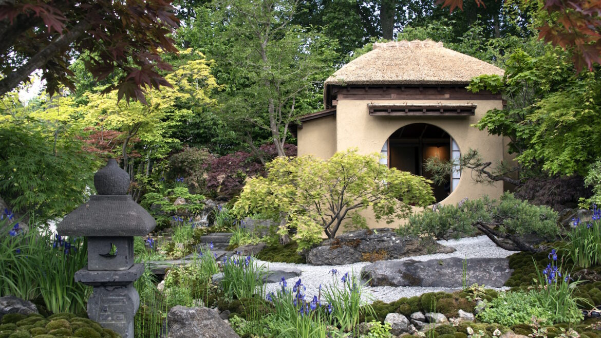 Mulching Japanese maples in summer is an essential garden job Japanese maple trees in shade of red and green, growing on the Japanese Tea Garden, designed by Kazuyuki Ishihara, seen at the RHS Chelsea Flower Show 2025